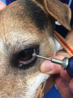 Erosione epiteliale cornea