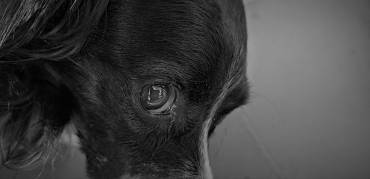 Occhi di cane