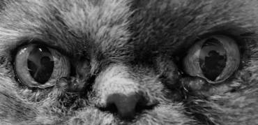 Occhi di gatto