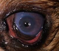 Ulcera corneale nel cane