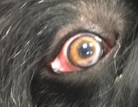 Ectropion Macroblefaro