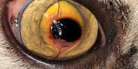 Sequestro corneale nel gatto