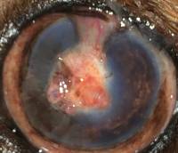 Microchirurgia ulcera corneale